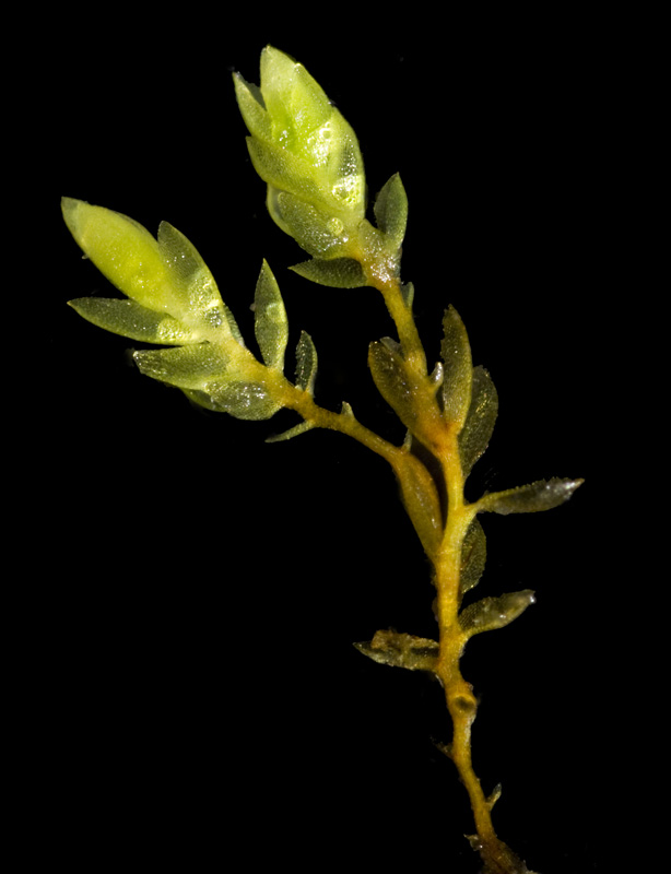 Bryum marratii